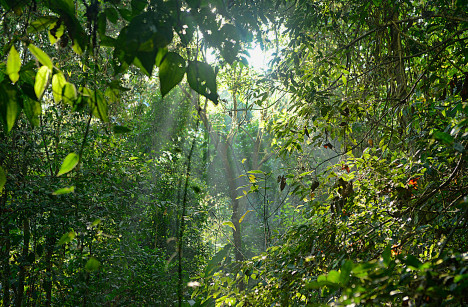 140129corcovado01